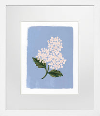 Hydrangea Bloom Blue - White Box Frame