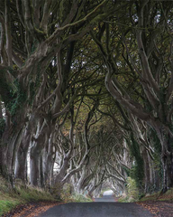 Co Antrim - Dark Hedges Unframed 40x50