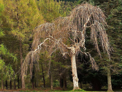 Tollymore Spring I Unframed