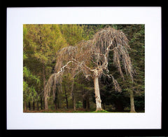 Tollymore Spring I Frame Black