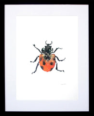 Animals Insect - Ladybird Frame Black