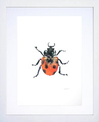 Animals Insect - Ladybird White Frame