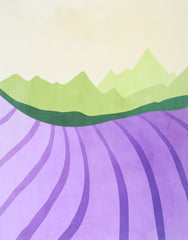 Lavender Fields