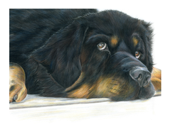 Paddington Bear Tibetan Mastiff Unframed