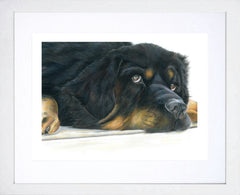 Paddington Bear Tibetan Mastiff White Frame