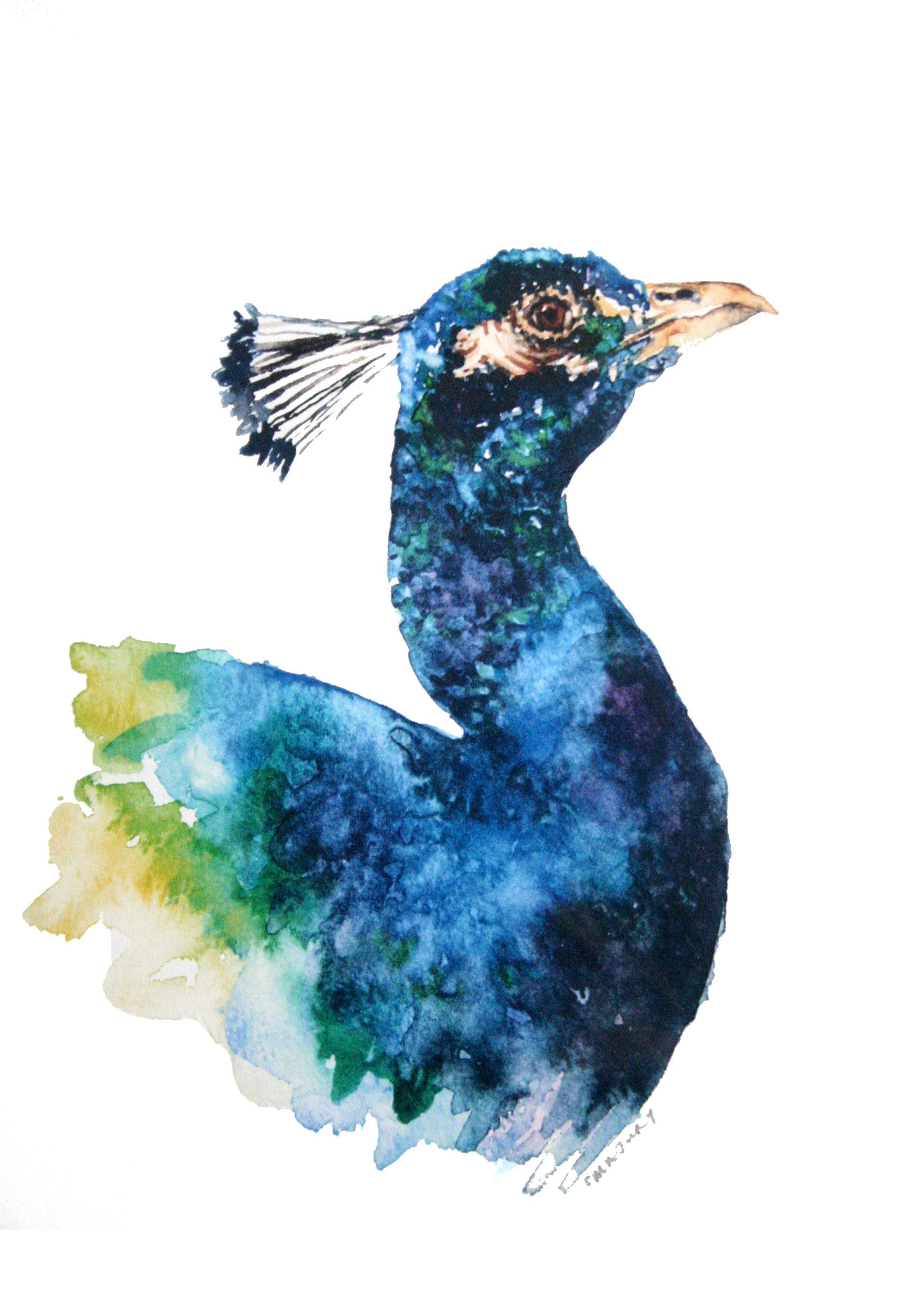 Animals Birds - Peacock Unframed