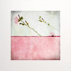 Pole Rose Unframed