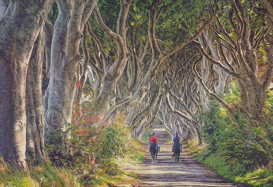 Co Antrim - Quiet Reflection The Dark Hedges