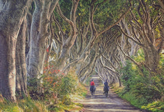 Co Antrim - Quiet Reflection The Dark Hedges