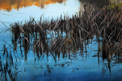 Reed Beds Water's Edge 1