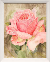 Rose In High Summer Framed