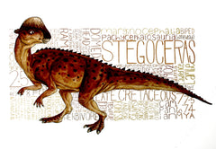 Stegoceras Unframed