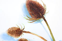 Teasel 1