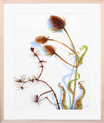 Teasel 1 Framed