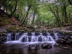 Tollymore Stepping Stones Unframed