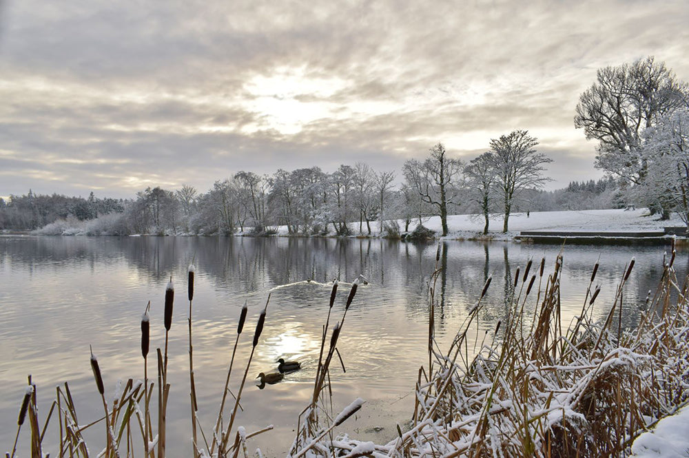 Co Down - Winter - Hillsborough Forest Park - Unframed